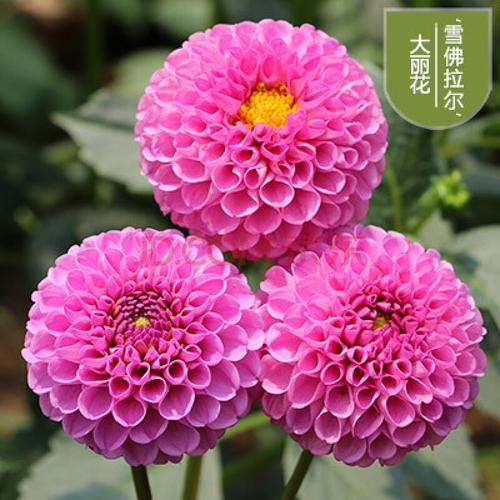 大丽菊栽培法
