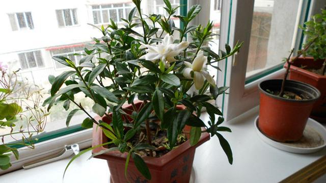 枝孑花的栽培方法