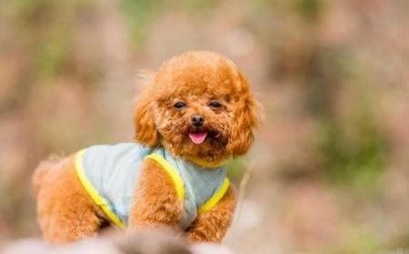 2月泰迪发烧吐不吃东西怎么办
