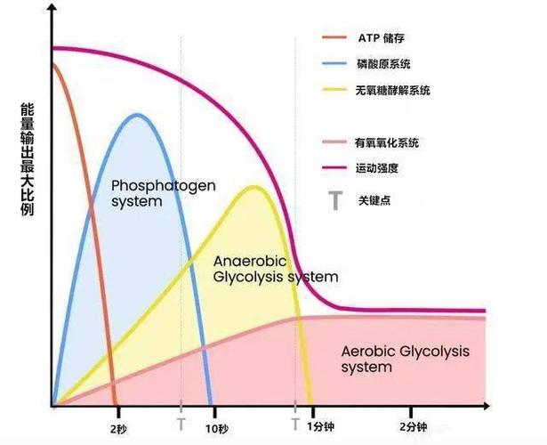 运动燃烧脂肪原理