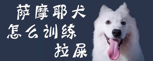 萨摩耶狗狗怎么训练大小便