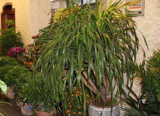 龙血树种植方法