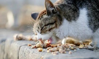 猫不吃东西是什么原因