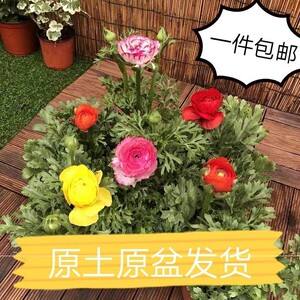 菊叶牡丹繁殖方法