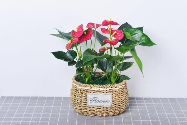 红掌栽培与管理