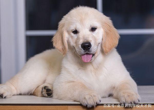 北京训练宠物狗