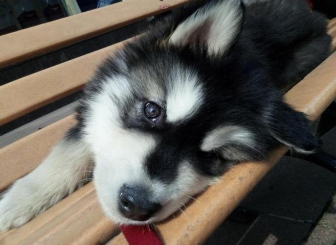 阿拉斯加幼犬呕吐不吃东西怎么办