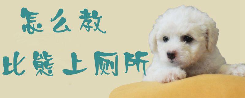比熊犬上厕所训练