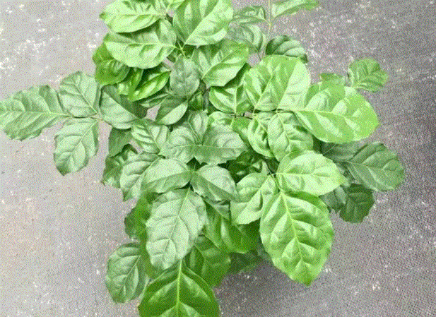 绿保盆栽培技术