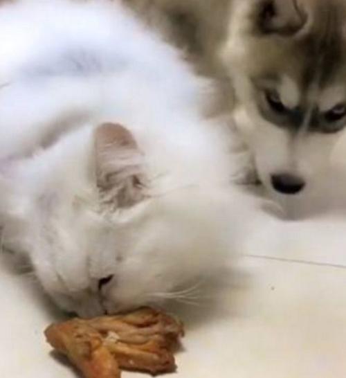 狗抢猫吃的东西怎么办