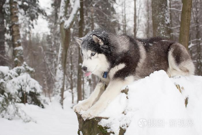 狗在冬天问味道在雪地上怎么训练