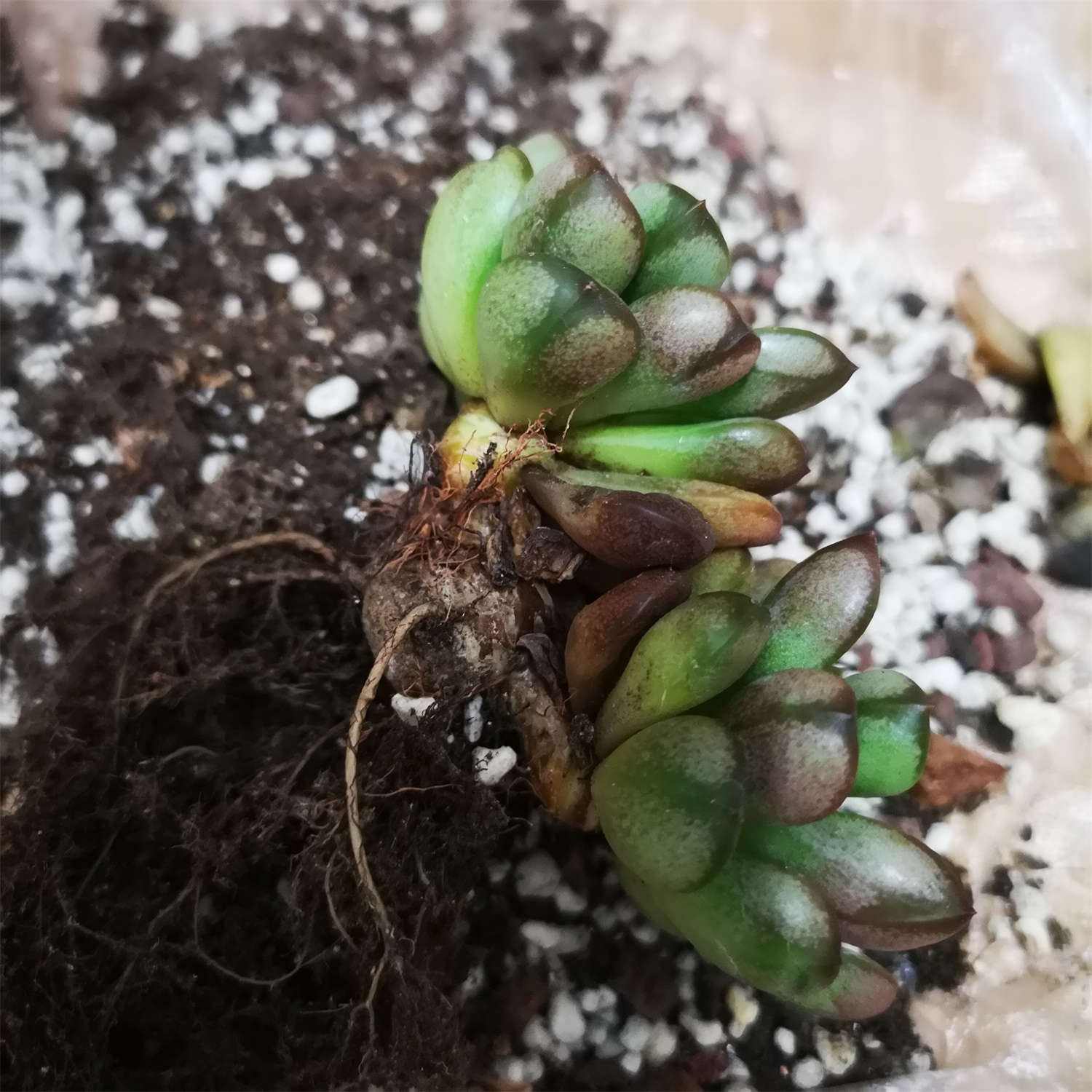 多肉植物移盆注意事项