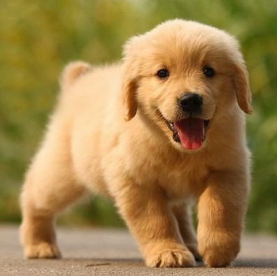 金毛幼犬哪些东西不能吃