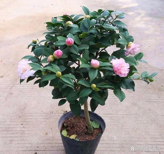 山茶花的栽培管理
