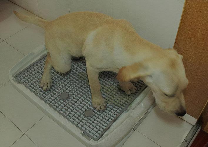 如何训练狗狗厕所大小便