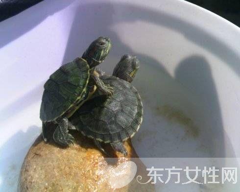 巴西龟夏天不吃东西怎么办