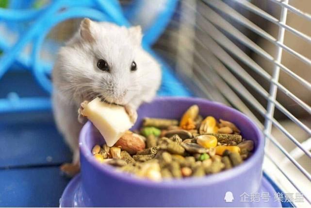 怎么避免仓鼠 咬东西
