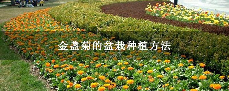 栽培花卉的意义