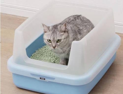 什么东西能让猫拉肚子