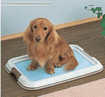 狗训练上厕所 成年