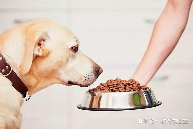 狗低血糖不吃东西怎么办