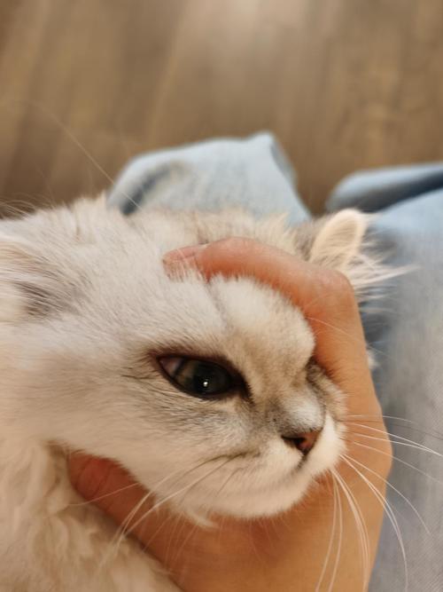 猫 眼肿 不吃东西