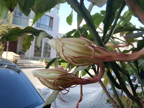 昙花的栽培