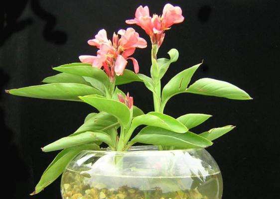 花卉定植注意事项