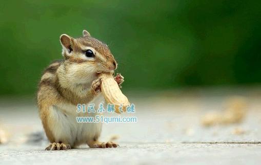 怎么训练金花鼠