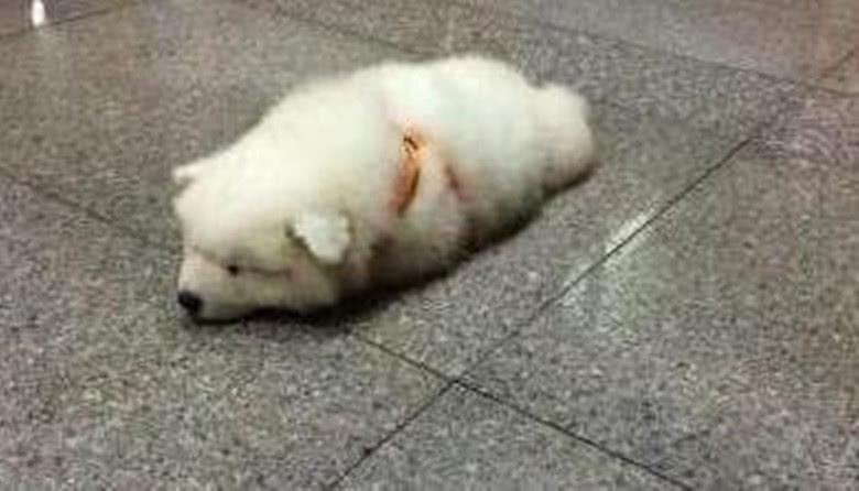 狗狗摔着了不吃东西怎么办