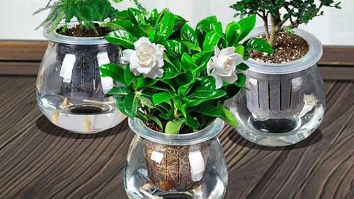 水培栀子花的栽培方法