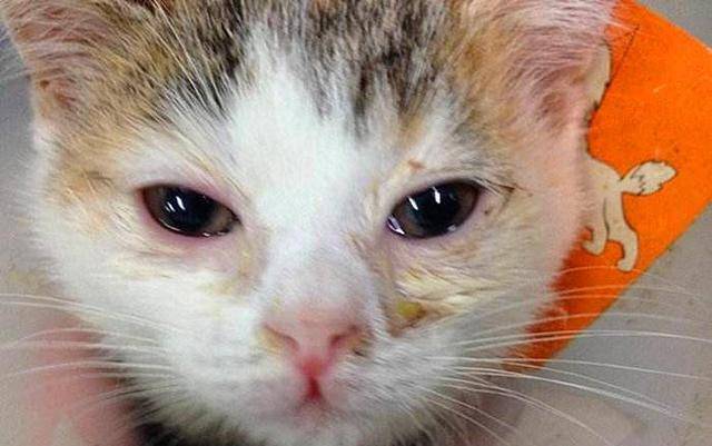 猫感冒严重不吃东西