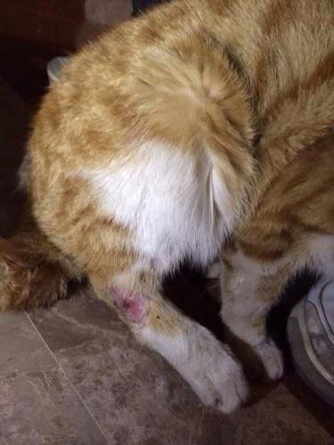猫腿突然瘸了不吃东西