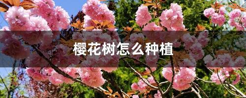 樱花树的栽培方法