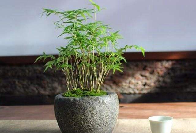水竹子的盆栽方法