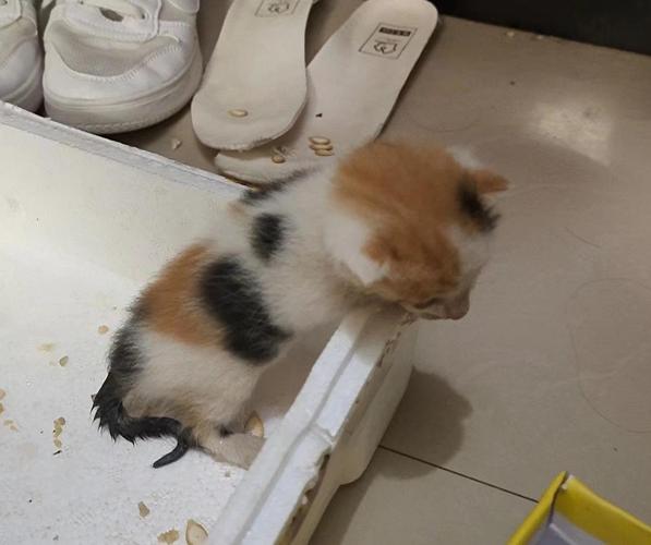 刚买回来的小猫不吃东西