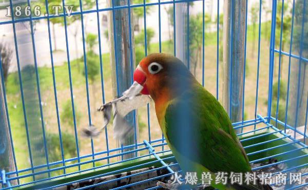 牡丹鹦鹉一直吃东西