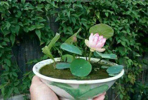 大碗莲怎么种植方法