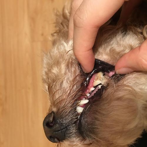 狗的门牙咬东西掉了