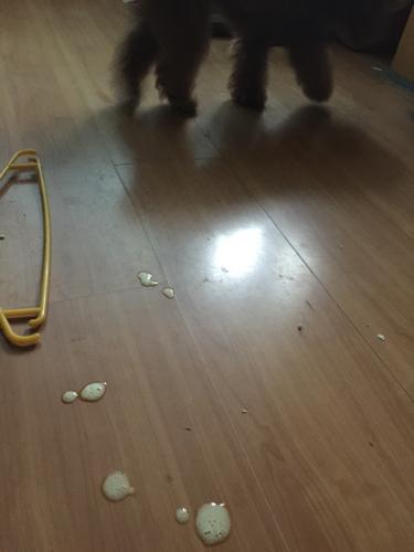 泰迪吐完之后不吃东西怎么办