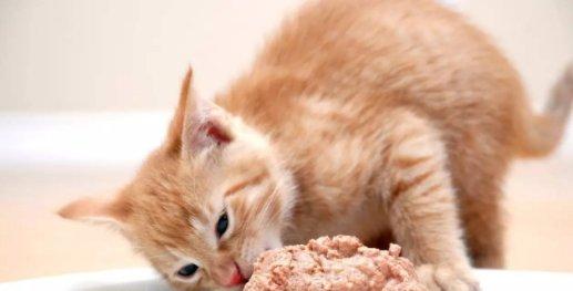 猫不想吃东西怎么办