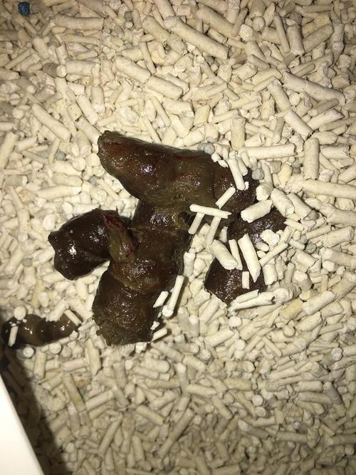 孕猫流血和一坨东西