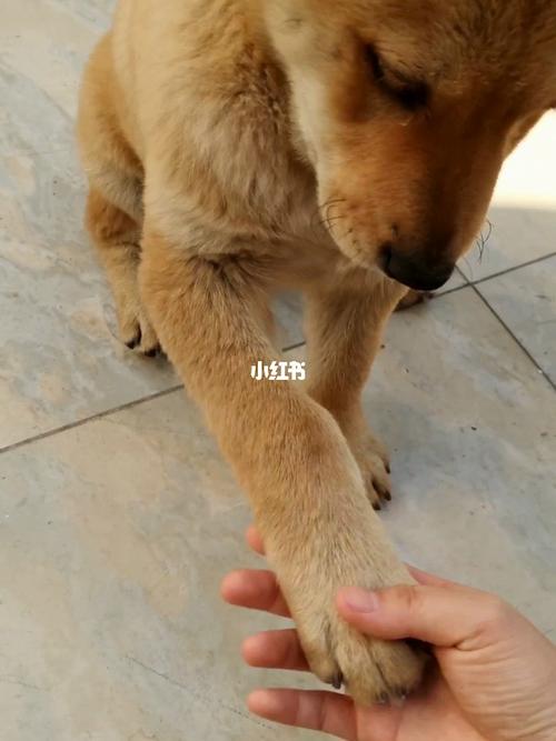 怎么训练中华田园犬握手