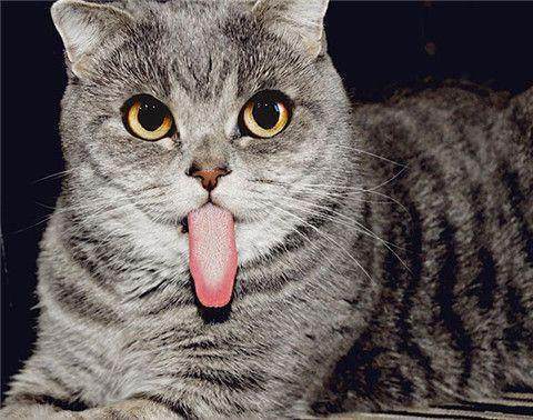 猫为什么到处舔东西怎么办