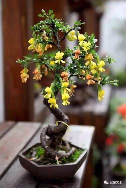 金雀花的养殖方法与注意事项
