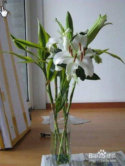 百合水种植方法