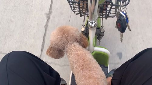 训练狗坐电动车