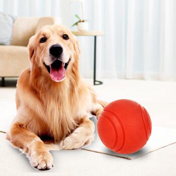 金毛犬怎么训练它玩球