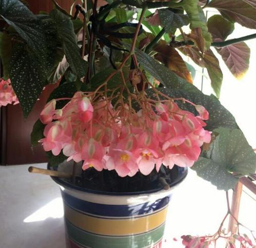 竹节海棠种子栽培方法
