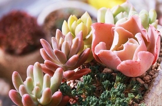 多肉花的养殖方法